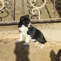 حیوان نرو ماده