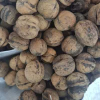 گردو بوانات