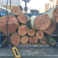 برش درخت خریدار چوب تسویه نقدی|خدمات باغبانی و درختکاری|ورامین, ورامین|دیوار