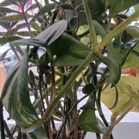 ویلایی دربست