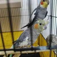 یک جفت عروس هلندی دستی