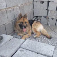 سگ ژرمن شولاین