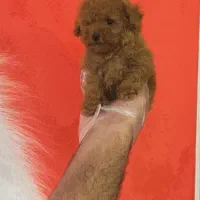 توی پودل رد و دارک رد