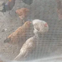 فروش مرغ محلی بالغ