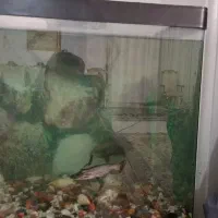 اکواریم در حد نو