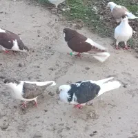 کبوتر رنگی پرشی|پرنده|آق قلا, |دیوار