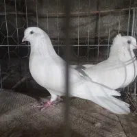 نروماده پرشی تضمینی