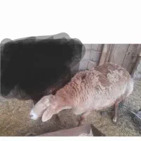 میش چینی ابست
