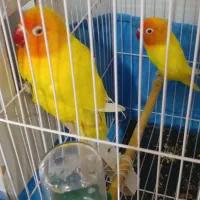 طوطی کوتوله برزیلی فیشر طلایی