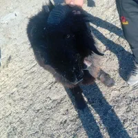 قوچ بختیاری