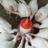 بوقلمون ارگانیک گوشتی|حیوانات مزرعه|خورش رستم, |دیوار