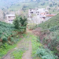 زمین-کشاورزی-باغ-چای