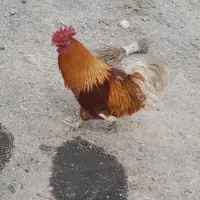 کچی توحلی‌ بِچَع