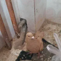 زرد کرمونی ماده