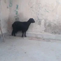 دو عدد بز ابستن