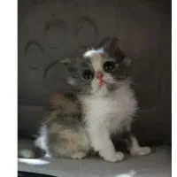 گربه پرشین ونژاد بریتیش