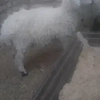 گوسفند ابست و بره|حیوانات مزرعه|زابل, |دیوار