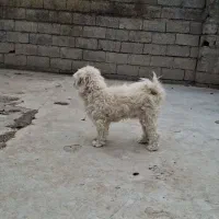 دو تا سگه پا کوتا هر دو نر|سگ|نوشهر, |دیوار