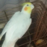 جفت لوتینو مولد کار داده