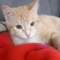 واگذاری گربه