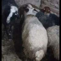 ۴عدد توغلی
