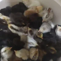 جوجه لری چند روزه