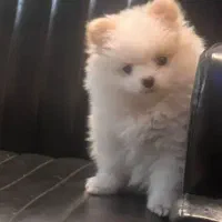 سگ پامر خرسی|سگ|تهران, گرگان|دیوار