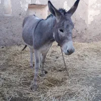 الاغ گوسفند تندرو|حیوانات مزرعه|میانه, |دیوار