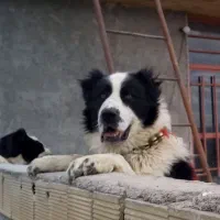 سگ نر همقال گله ای بز میش|سگ|خمینیشهر, |دیوار