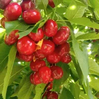 نهالستان همیشه سبز|خدمات باغبانی و درختکاری|نسیم‌شهر, |دیوار