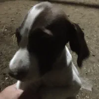 واکذاری سک شکاری|سگ|کوچصفهان, |دیوار