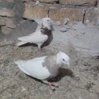 توقی درجه یک بی عیب به ضمانت تخم جوجه