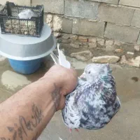 فروشی|پرنده|اسدآباد, |دیوار