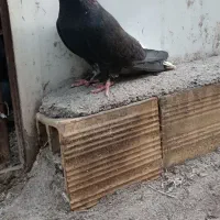 زاغ دمسفید ماده