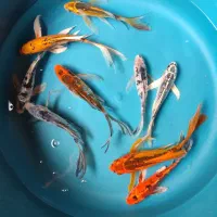 9عدد ماهی کوی سوپر باله|ماهی|خمینیشهر, |دیوار