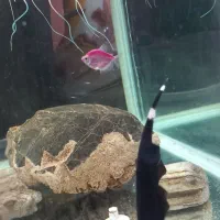 دو عدد روح ماهی|ماهی|ارومیه, |دیوار