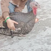 سلام به عوامل دیوار