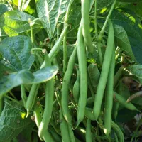 سبزی محلی برای قورمه وکوکویی موجود|خوردنی و آشامیدنی|رشت, حومه رشت|دیوار