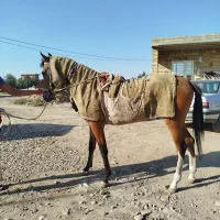 اسب ترکمن کورسی|اسب و تجهیزات اسبسواری|گنبد کاووس, |دیوار