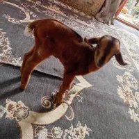 کهره شیری ماده