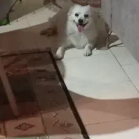 پامر اشپیتز نر|سگ|تهران, فردوسی|دیوار