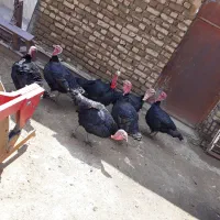 بوقلمون نر