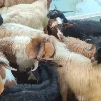 تعداد 100راس بزغاله درجه یک جفتی 17000000|حیوانات مزرعه|هشترود, |دیوار