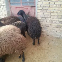 میش جوان|حیوانات مزرعه|بزینه رود, |دیوار