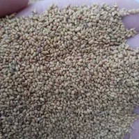 بذر یونجه رنجر اصل پابلند درجه یک|خدمات باغبانی و درختکاری|شهرکرد, |دیوار