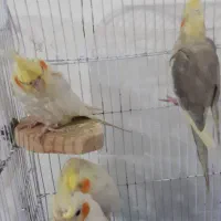 عروس هلندی|پرنده|رشت, پیرکلاچای|دیوار