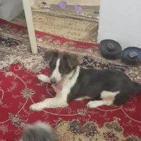 سگ پا کوتاه