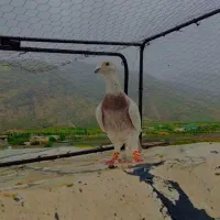 کبوتر مسافتی