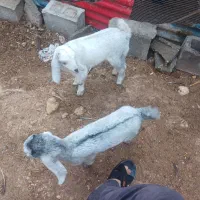 کهره نر تالی|حیوانات|خورموج, |دیوار