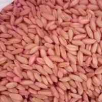 گندم بذر  درجه یک